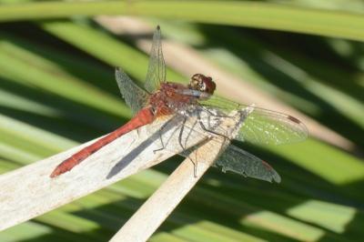 <i>Sympetrum sanguineum</i>