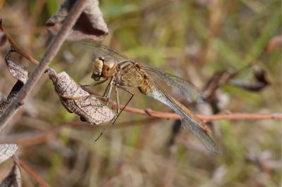 <i>Sympetrum meridionale</i>