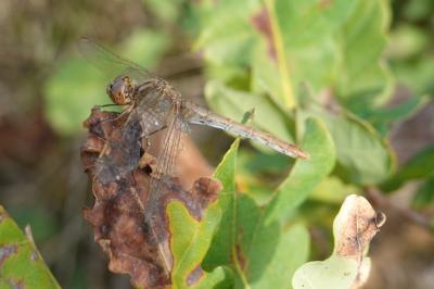 <i>Sympetrum meridionale</i>