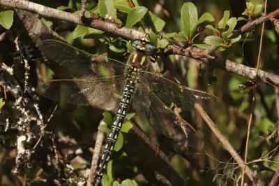 Brachytron pratense