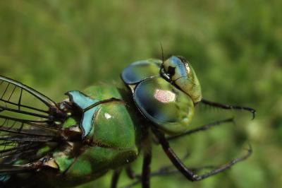 Anax imperator