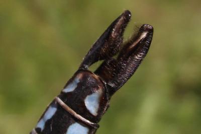 Anax imperator