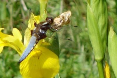 Libellula depressa