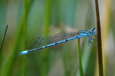 Coenagrion puella