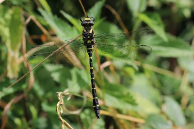 Cordulegaster boltonii
