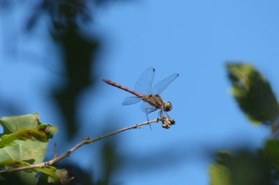 <i>Sympetrum striolatum</i>