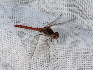 <i>Sympetrum</i>