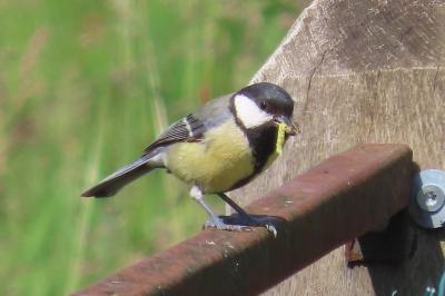 Parus major