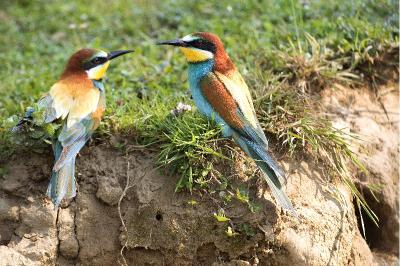 Merops apiaster