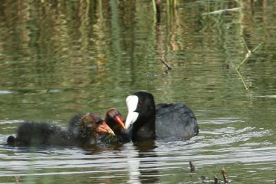 Fulica atra