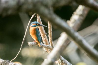 Alcedo atthis