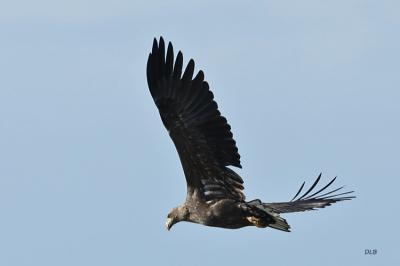 Haliaeetus albicilla