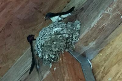 Hirundo rustica