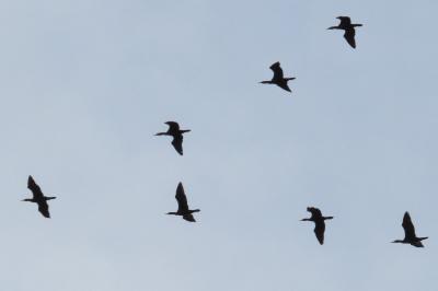 Phalacrocorax carbo