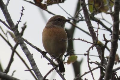 Saxicola rubicola