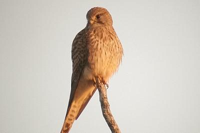 Falco tinnunculus