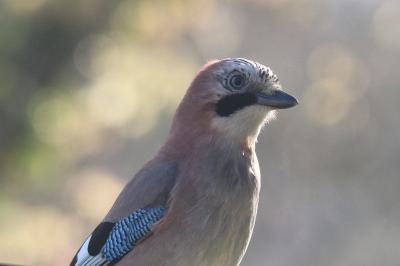 Garrulus glandarius