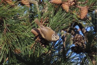 Lophophanes cristatus