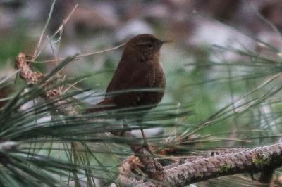Troglodytes troglodytes