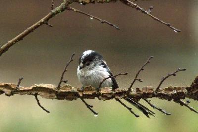 Aegithalos caudatus