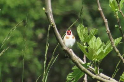 Carduelis carduelis