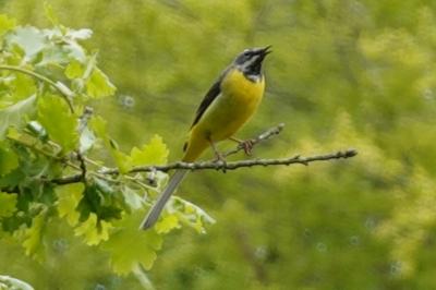Motacilla cinerea