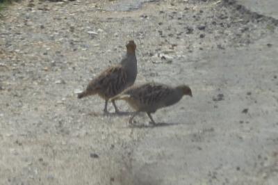 Perdix perdix