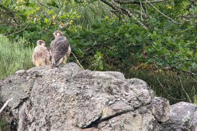 Falco peregrinus