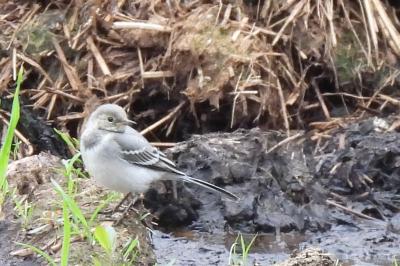 Motacilla alba