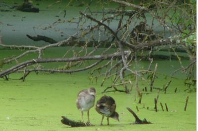 Gallinula chloropus