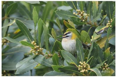 Regulus ignicapilla