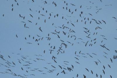 Grus grus