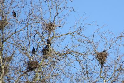 Corvus frugilegus