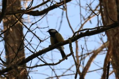 Parus major