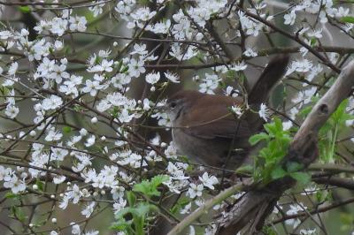 Cettia cetti
