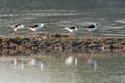 Himantopus himantopus
