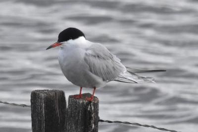 Sterna hirundo