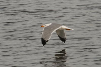 Larus michahellis