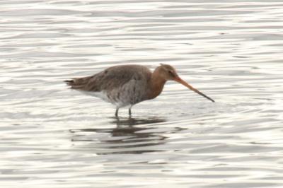 Limosa limosa