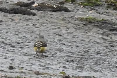 Motacilla cinerea