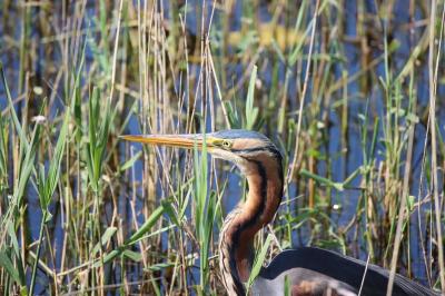 Ardea purpurea