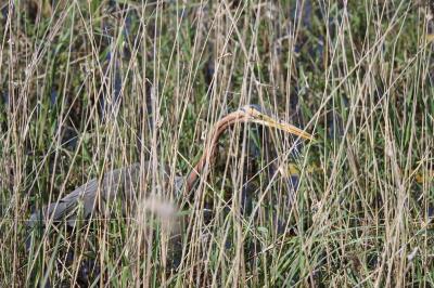 Ardea purpurea