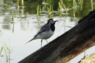 Motacilla alba