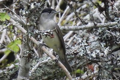 Sylvia atricapilla