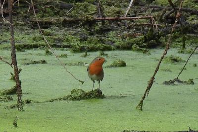 Erithacus rubecula