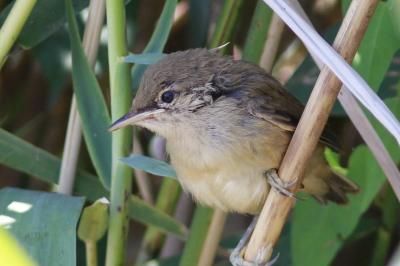 Acrocephalus scirpaceus