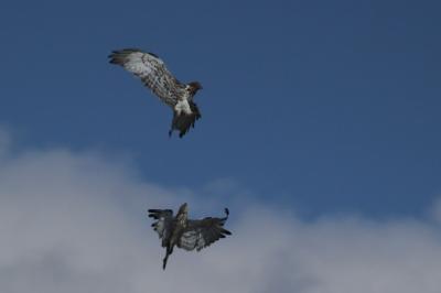 Circaetus gallicus