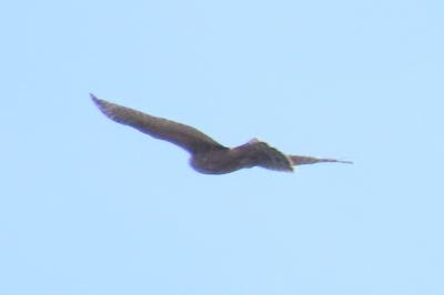 Accipiter gentilis