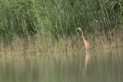 Ardea purpurea