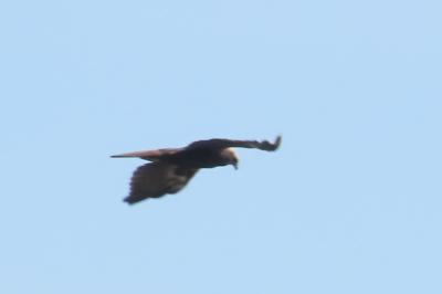 Circus aeruginosus